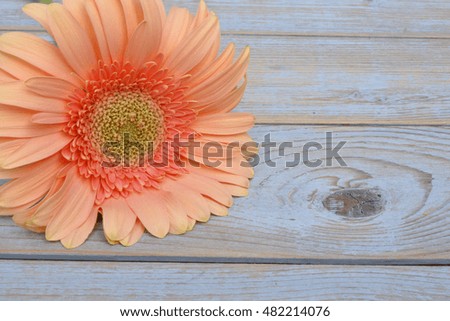 Close up of salmon pink orange gerber daisy on a old wooden table empty copy space background