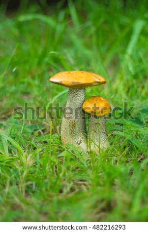 Mushrooms in green grass on a lawn