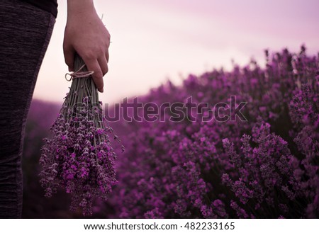 Gathering a bouquet of lavender. Girl hand holding a bouquet of fresh lavender in lavender field. Sun, sun haze, glare. Purple tinting