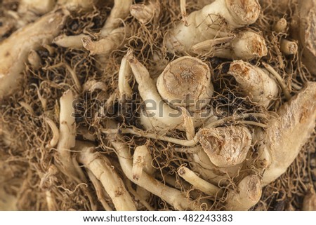 Abstract vegetable Roots.
Close up of a celery and fennel graft
