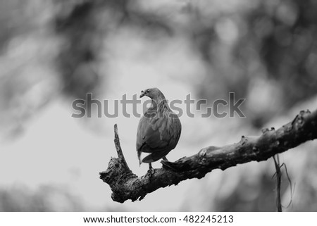 Black and white picture of Nicobar pigeon, free space for text. (Selective Focus)