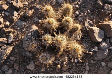Pincushion cactus