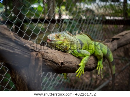A large green iguana perched on an old log. eye focus
