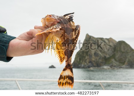 Hemilepidotus is a genus of sculpins. Bottom sea fishing in the Pacific near Kamchatka.