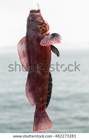 Mackerel on the hook. Bottom sea fishing in the Pacific near Kamchatka.