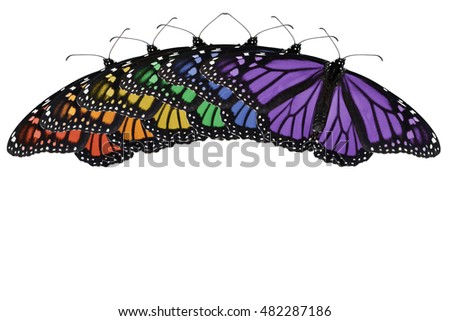 Six Monarch butterflies edited in rainbow colors and placed on a white background in the shape of an arch to represent a rainbow. Bold, fun and great for a variety of ideas and concepts. Horizontal
