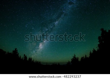 Pine Forest Milky Way