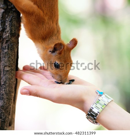 Feeding red squirrel on tree