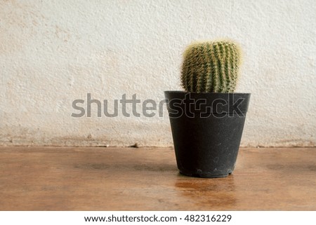 Cactus Plants on Vintage  Background Texture