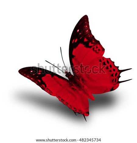 Fascinated flying red butterfly, Shan Nawab (Polyura nepenthes) in fancy color over soft shadow on white background, the exotic nature