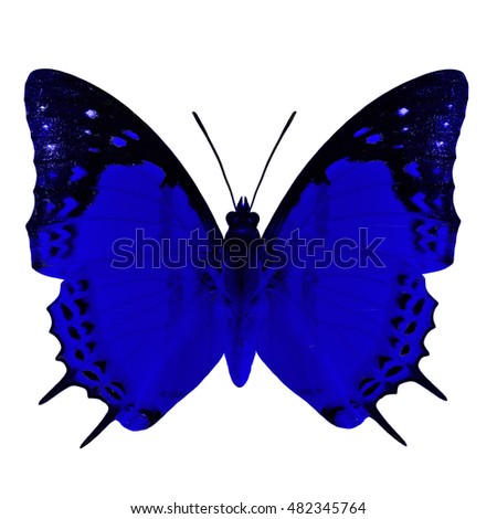Beautiful blue butterfly, Shan Nawab (Polyura nepenthes) in fancy color profile isolated on white background, exotic nature
