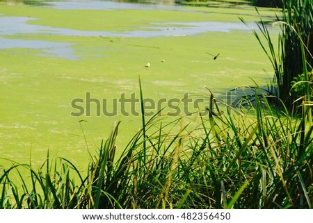 Green lake and dragon-fly