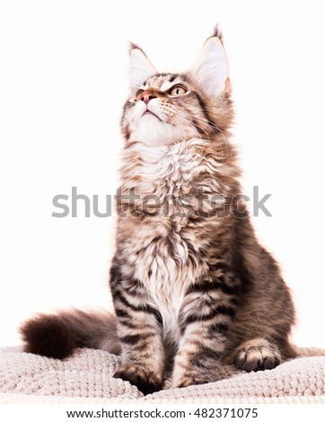 Portrait of domestic black tabby mackerel Maine Coon kitten - 3,5 months old. Cat isolated on white background.