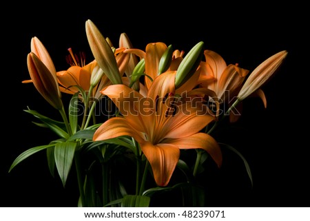 Orange tiger lily flower arrangement isolated on black