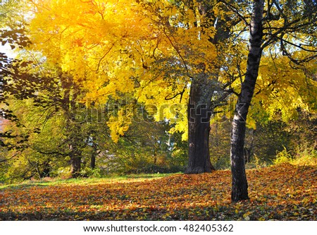 Beautiful autumn landscape with colorful trees. Sunny day