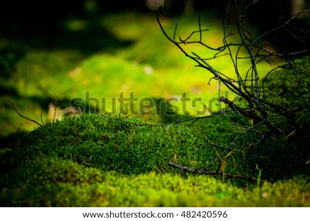  a small glade with slides of moss, light green and dark shades, thin branch of a tree on the right hand, sunny evening in the woods, nature is beautiful