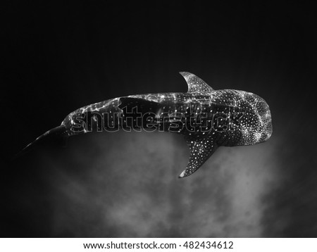 Overhead whale shark black and white