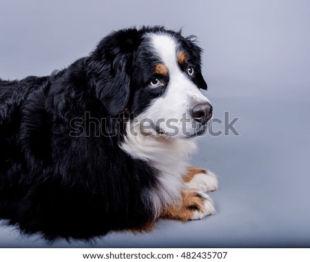 Adorable dog photo taken in studio against background.