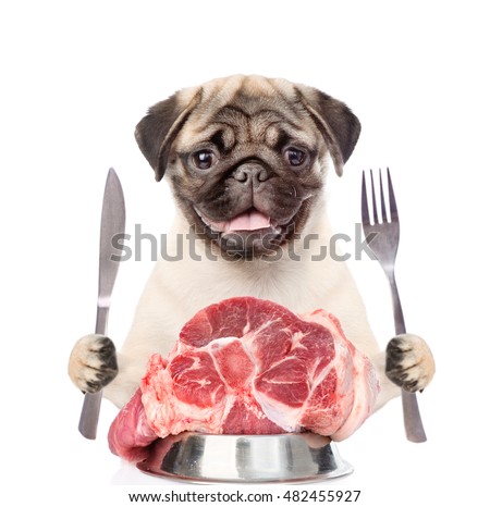 Puppy with a piece of raw meat holds a knife and fork. isolated on white background