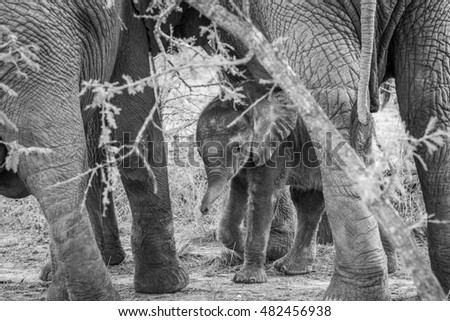 Black and white picture of a baby Elephant in between the legs of his mother in the Kapama game reserve, South Africa.