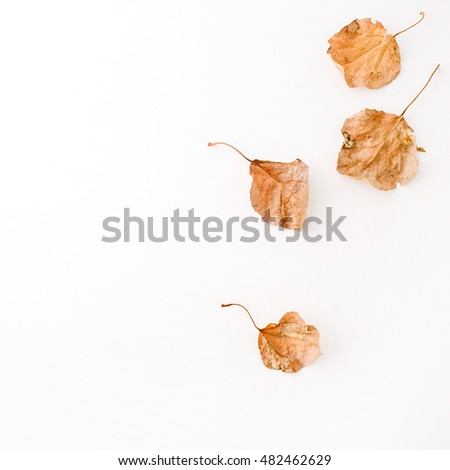 autumn fall leaves. flat lay, top view