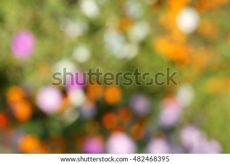 blurred picture flowerbed with various colors in daylight / background with colored spots