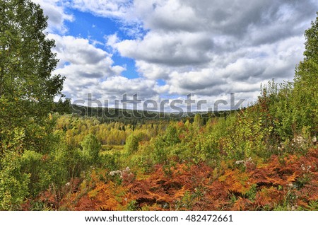 Colorful autumn landscape in the forest. View of the endless forests from the hill top covered with red fern leaves.
