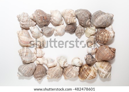 Beautiful rectangle frame with seashells isolated on white background. Flat design, top view
