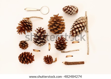 Top view of pine cones on white background