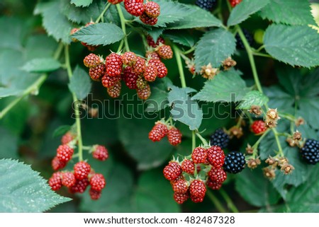 Blackberries on a branch in the garden.  Ripe red, black and purple raspberries are pictured against a lush green backdrop. 