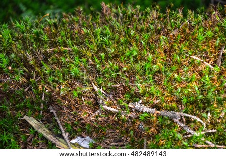 Bright green moss and forest ground macro shot