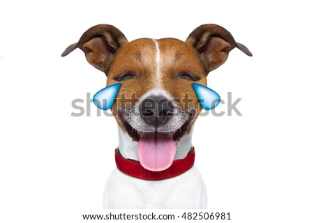 jack russell terrier emoticon or emoji dog funny silly cry and laughing , sticking out the tongue, isolated on white background
