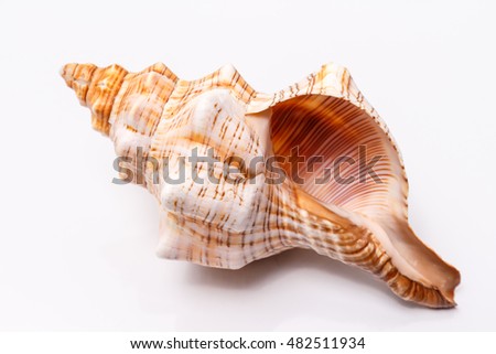 Sea shell on a white background Royalty-Free Stock Photo #482511934