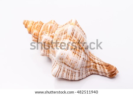 Sea shell on a white background Royalty-Free Stock Photo #482511940