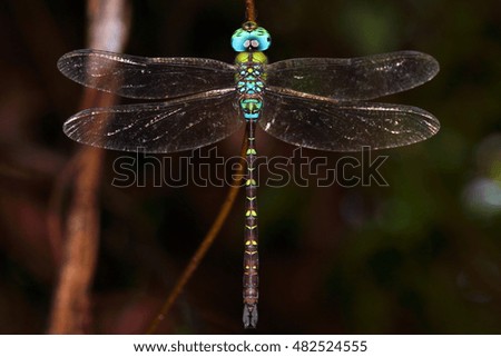 Macro picture of huge dragonfly in high detail (Heliaeschna uninervulata)