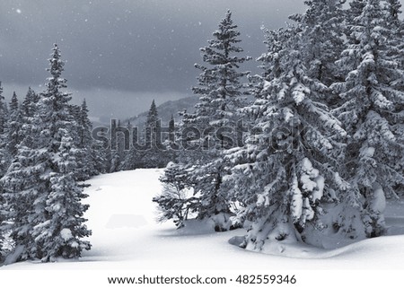 Spruce forest with caps of snow and falling snowflakes Christmas landscape monochrome picture.