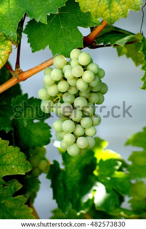 picture of a bunch of grapes on vine