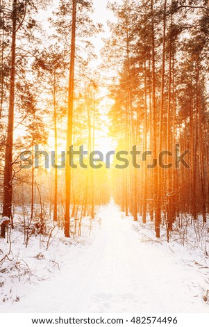 Amazing Beautiful sunset sunrise sun sunshine in sunny winter snowy coniferous forest.