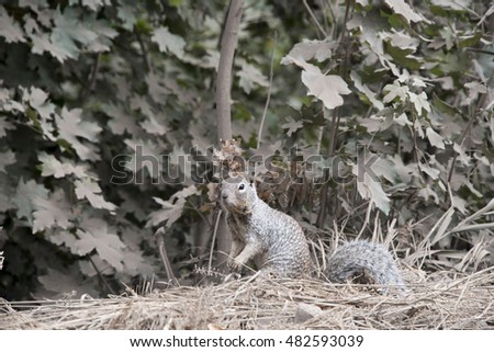 Squirrel in a dusty field