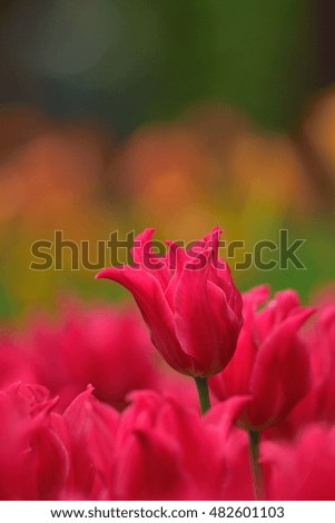 Isolated Pink tulip