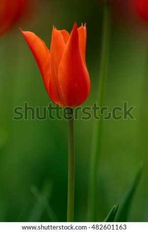 isolated orange tulip
