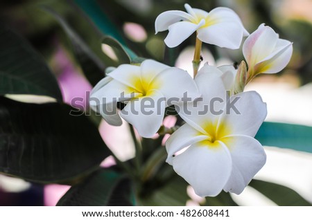 White Frangipani flowers in garden