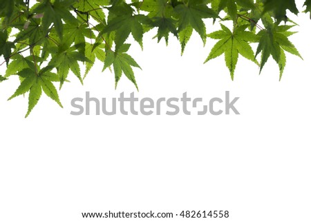 Maple Leaf For background Use
