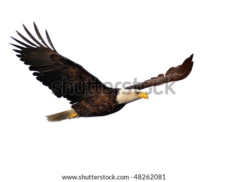 american bald eagle in flight extracted against white background
