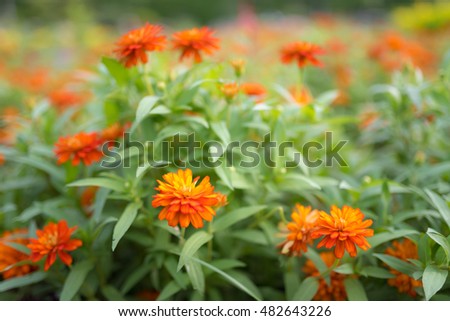  flowers orange  chrysanthemum.