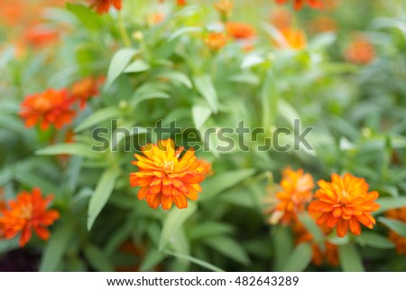  flowers orange  chrysanthemum.