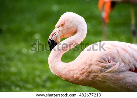 Photo Picture of Pink Animal Bird Wild Flamingo