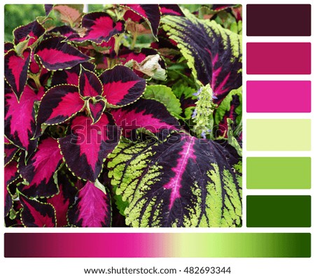 Coleus Plant. Palette With Complimentary Colour Swatches