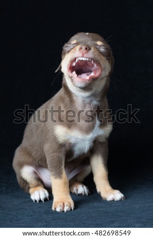 Cute brown with white spots and green eyes chihuahua puppie on a dark background