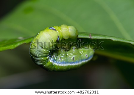 worm on leaf